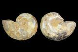 Cut & Polished Agatized Ammonite Fossil- Jurassic #131686-1